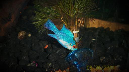 Electric Blue Ram