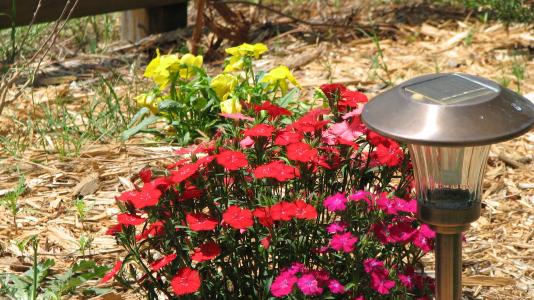 end of april flowers 056