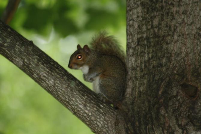 Evil Squirrel