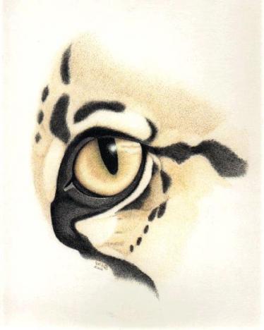 eye ocelot full