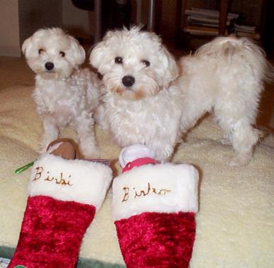 First Christmas