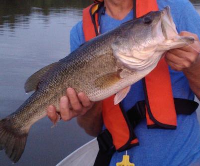 fish 1 6 3 12