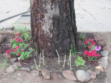 flower tree