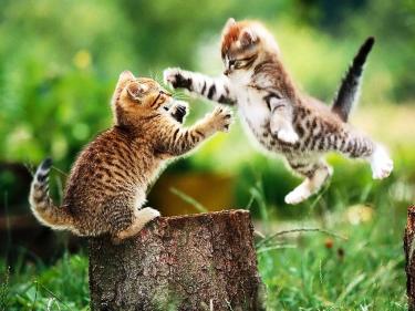 Flying  Kittens