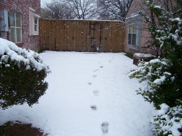 Footprints in the snow