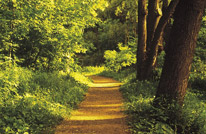 forest