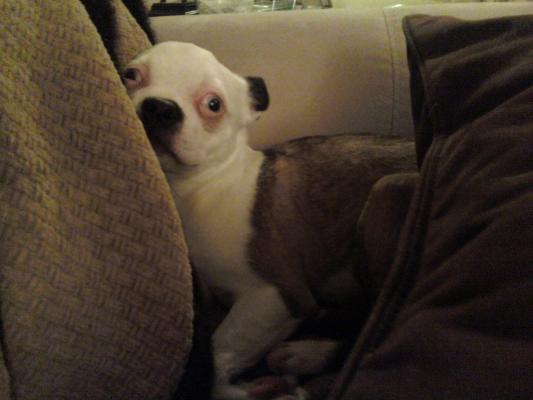 frankiealien
