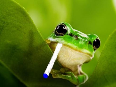 frog