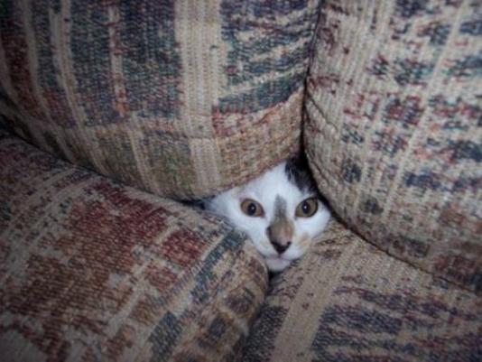 funny pics collection06