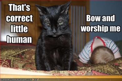 funny pictures cat demands that bab