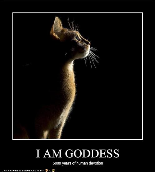 funny pictures cat might be a goddess