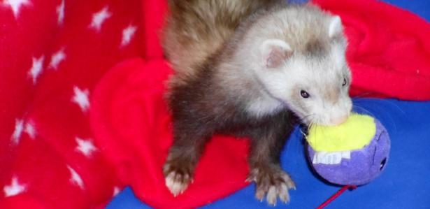 Fuzzy with his ball