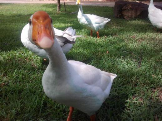 Gaby Goose :-)