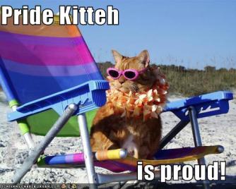 Gay cat
