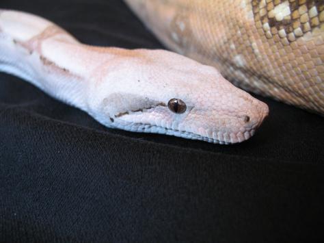 Gia the hog island boa showing off her big shnoz