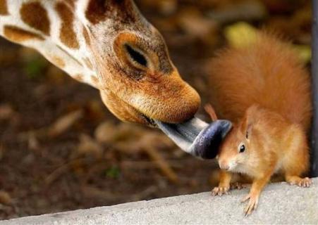 Giraffe & Red Squirrel