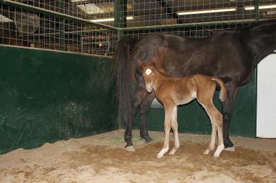 Givey Filly 2 23 12