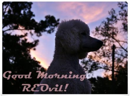 Good Morning Birdie