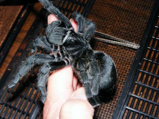 Grammostola pulchra