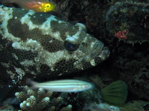 greasy grouper