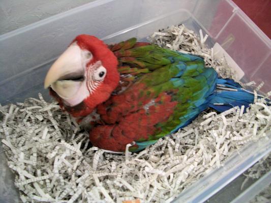 Greenwing 8wk