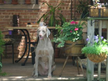 Gretchen (RIP my sweet girl)