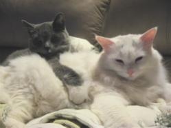 Gris & Dupa
