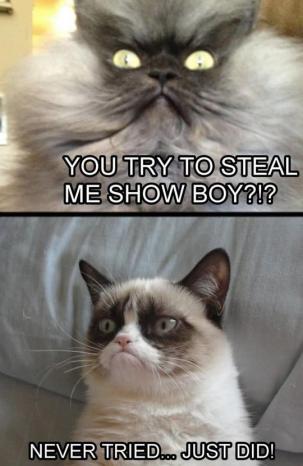 Grumpy Cat (16)