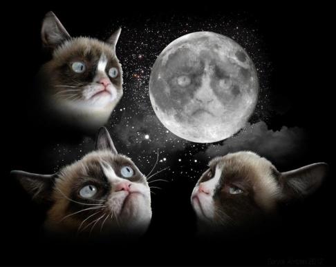 Grumpy Cat (2)