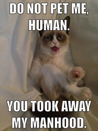 Grumpy Cat (23)