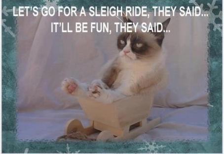 Grumpy Cat (25)