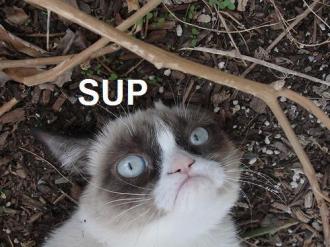 Grumpy Cat (31)