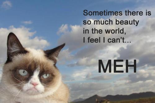 Grumpy Cat (32)
