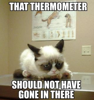 Grumpy Cat (33)