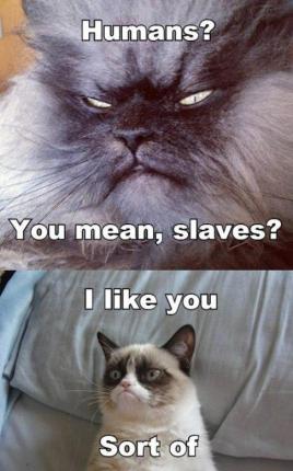 Grumpy Cat (35)