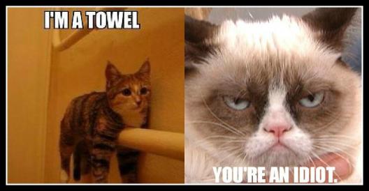 Grumpy Cat (5)