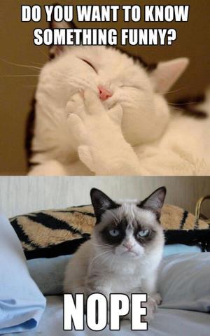 Grumpy Cat (9)