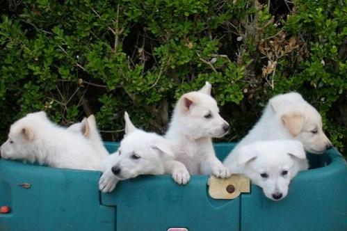 GS Pups