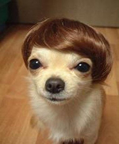 hairypup