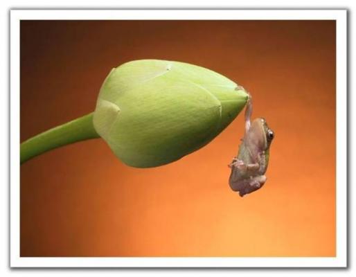 Hang in there Toad