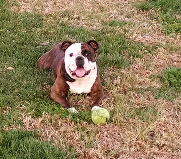 Happy Petunia