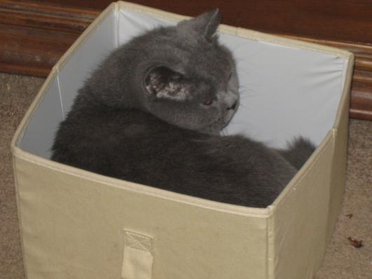 He loves curling up in little places.