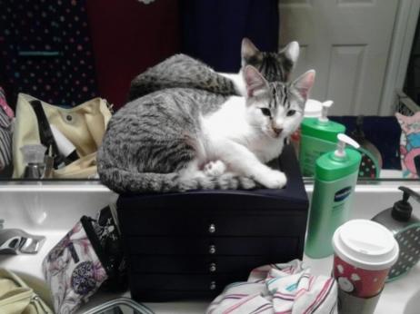 He loves to chill in the bathroom
