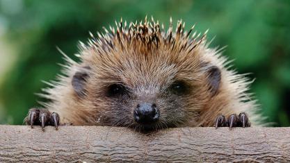 Hedgehog 1920x1080