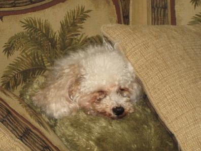 Her favorite spot on the couch.