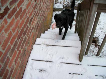 Here I come to save the pig