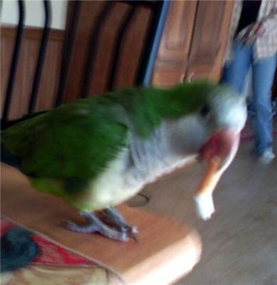 Heres a bird I had gotten from someone-I was crazy about this bird!  Unfortunately he had fatty liver disease, a problem with some quakers.