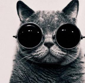 hippiecaat