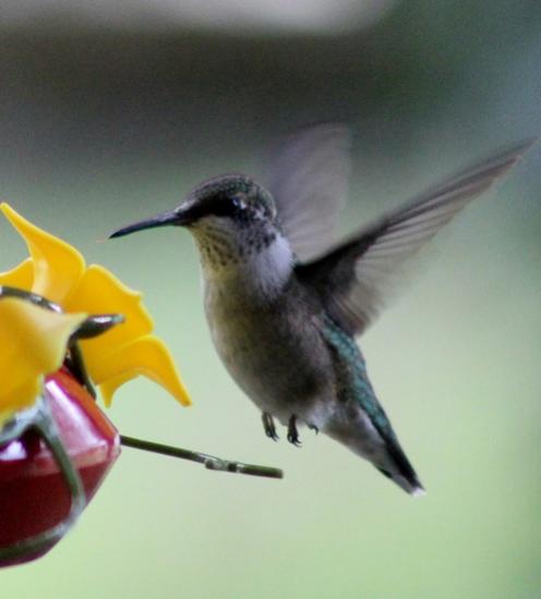 hummer