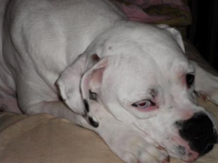 I Love my Boxer